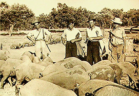 Imágenes de Almendralejo 1950-2020